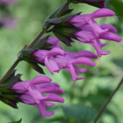 Salvia Amistad Pink